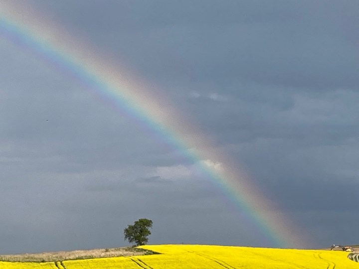 Regenbogen beim Rapsfeld