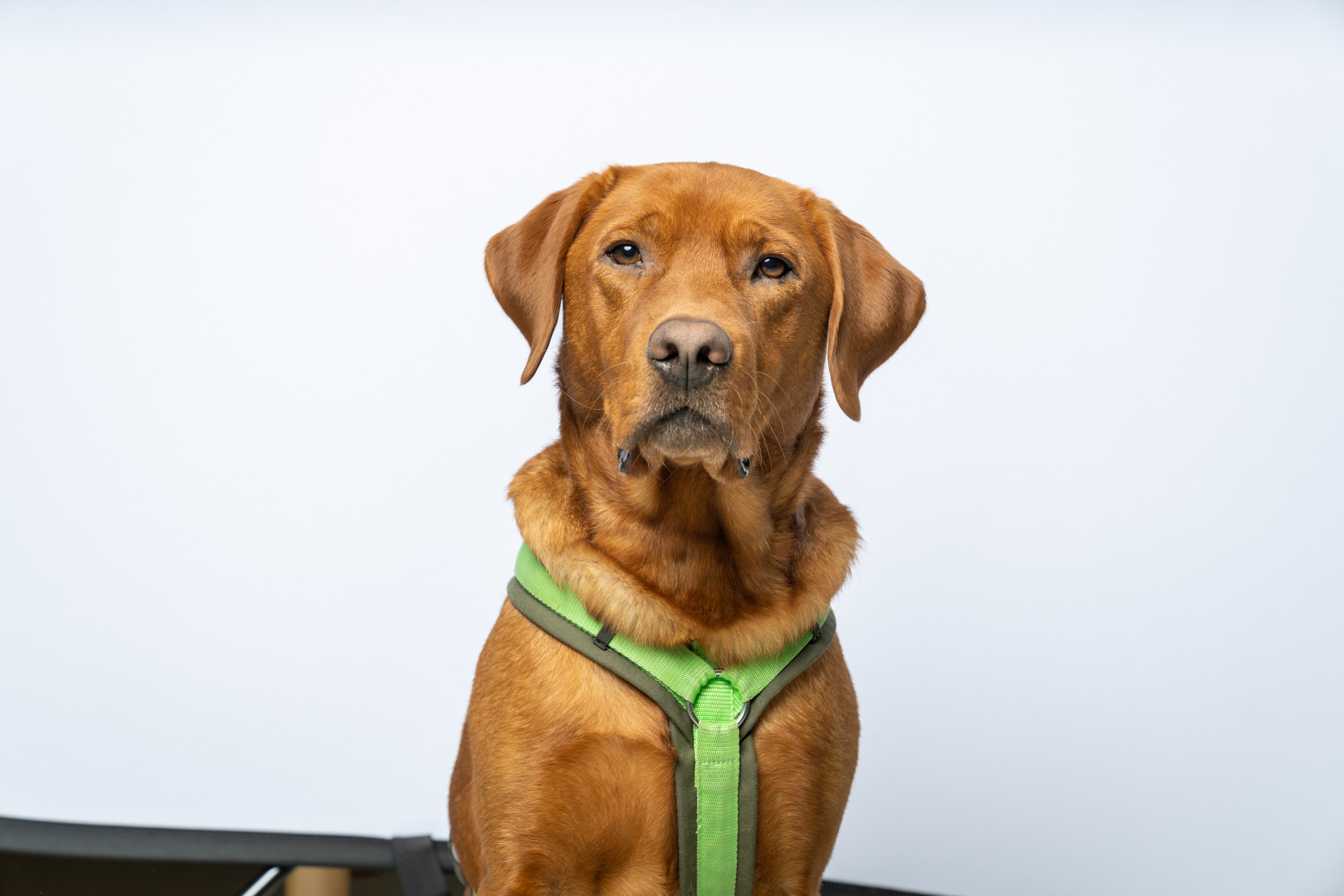 Profilbild von  Therapiehund Filou 