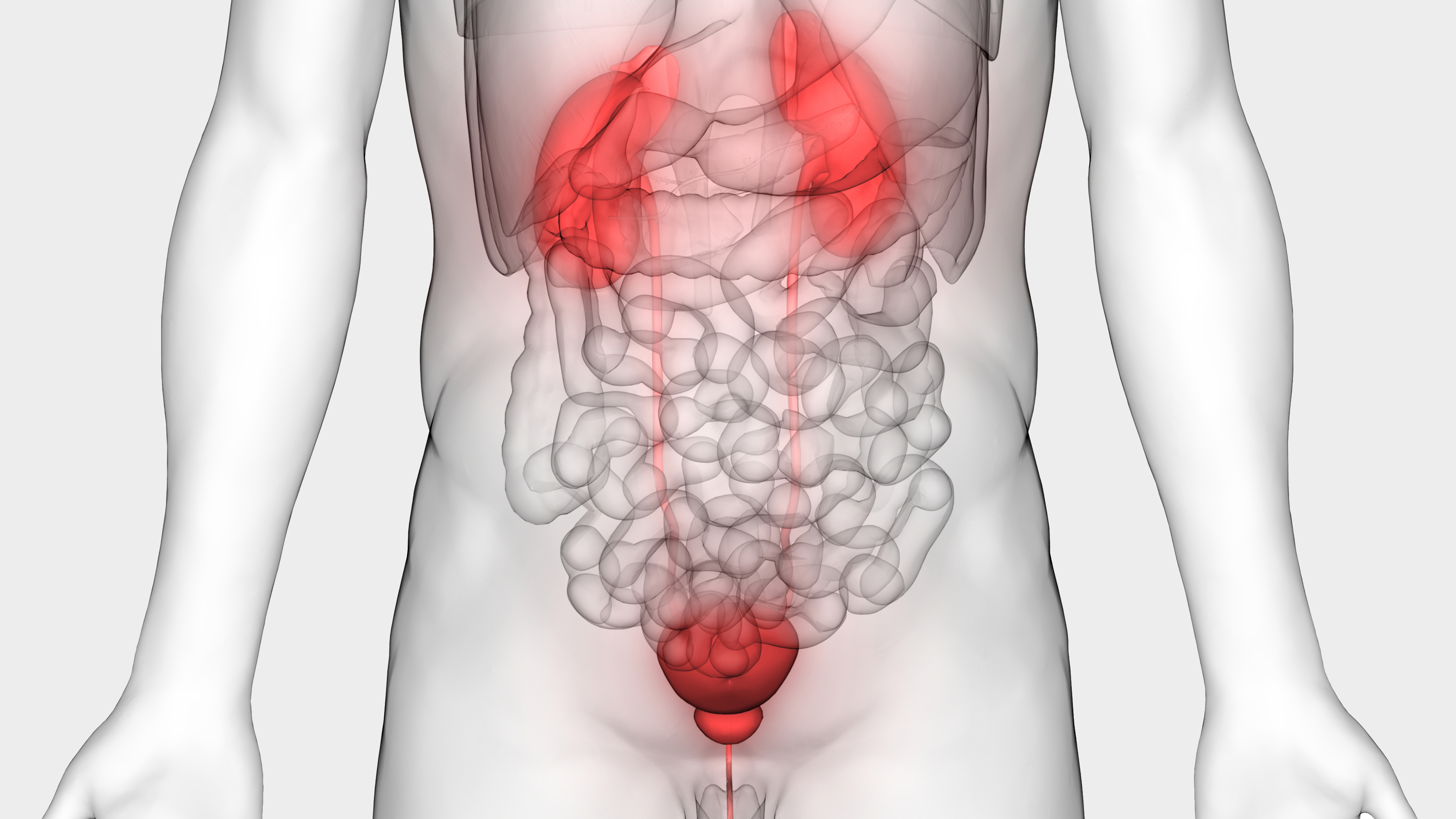 Illustration eines Bauchraums mit Nieren und Harnblase in Rot