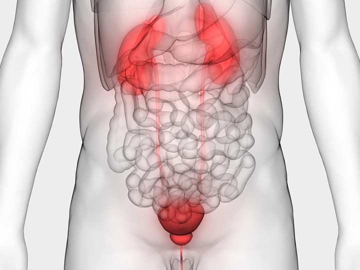 Illustration eines Bauchraums mit Nieren und Harnblase in Rot